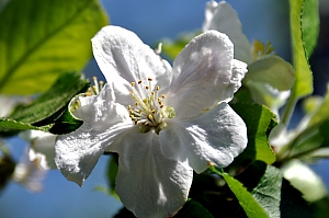 Apfelbl&uuml;te