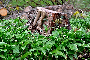 B&auml;rlauch