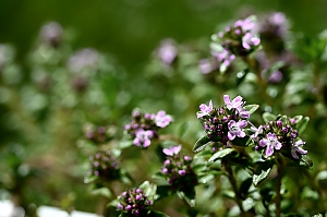 Bohnenkraut, Bl&uuml;te
