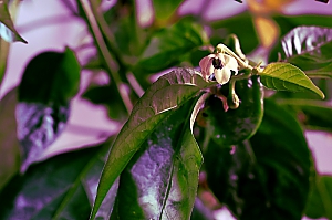 Chili habanero Bl&uuml;te