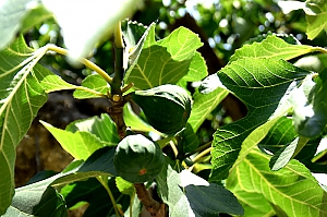 Feigenbaum