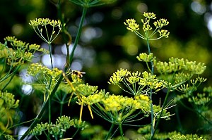 Fenchelbl&uuml;te