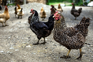 Huhn