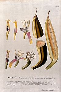 m&uacute;sa paradis&iacute;aca L.