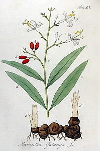 alpina galanga