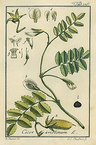 cicer arietinum