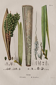 cocos nucifera