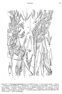 cymbopogon citratus