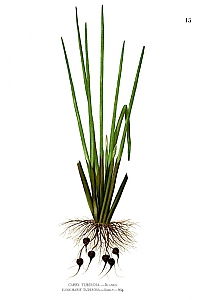 Wasserkastanie
