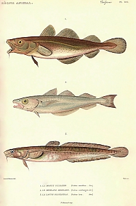 Fische