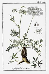 Bergk&uuml;mmel