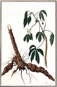 manihot esculenta