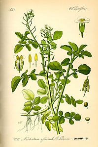 nasturium officinale