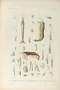 pandalus borealis