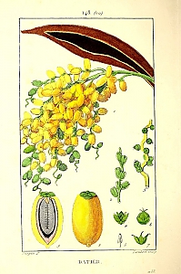 phoenix dactylifera