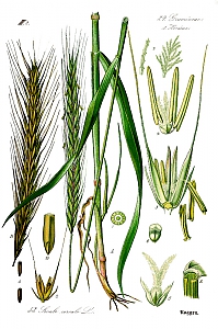secale cereale