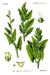 spinacia oleracea