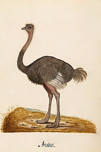 struthius