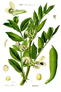 vicia faba