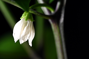 Chili Jalape&ntilde;o Bl&uuml;te