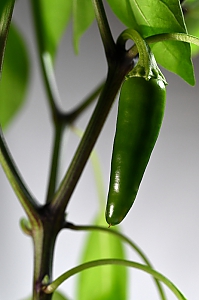 Chili Jalape&ntilde;o gr&uuml;n