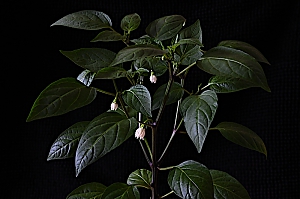 Chili Jalape&ntilde;o Jungpflanze