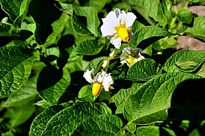Kartoffelbl&uuml;te