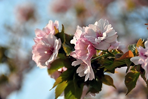 Kirschbl&uuml;te