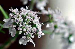 Korianderbl&uuml;te