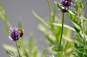 Lavendelbl&uuml;te