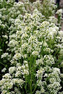 L&ouml;ffelkraut