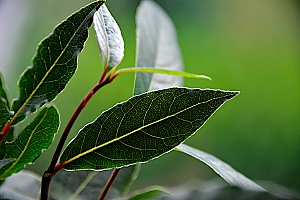 Lorbeerblatt
