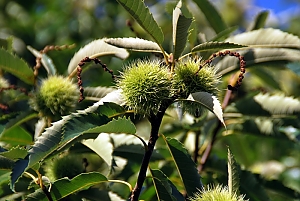 Kastanienbaum