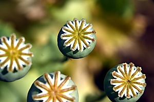 Mohn