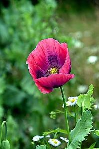 Mohnbl&uuml;te