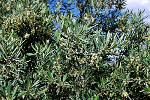 Olivenbl&uuml;te