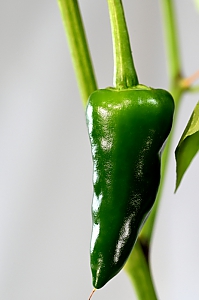 Chili piquillo gr&uuml;n