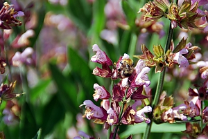 Salbeibl&uuml;te
