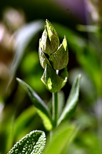 Salbeibl&uuml;te