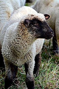 Lamm
