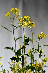 Senfbl&uuml;te