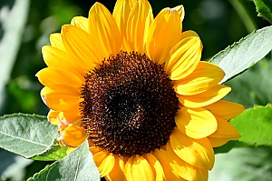 Sonnenblume