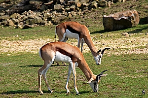 Springbock