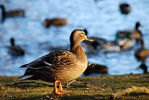 Stockente