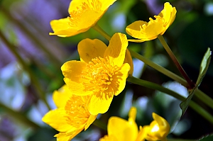 Sumpfdotterblume