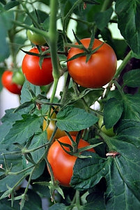 Tomate