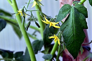 Tomatenbl&uuml;te