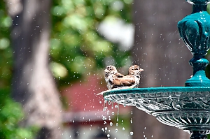 V&ouml;gel beim Wasserbad in Cadiz