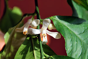 Zitronenbl&uuml;te