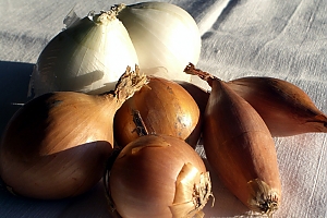Zwiebel